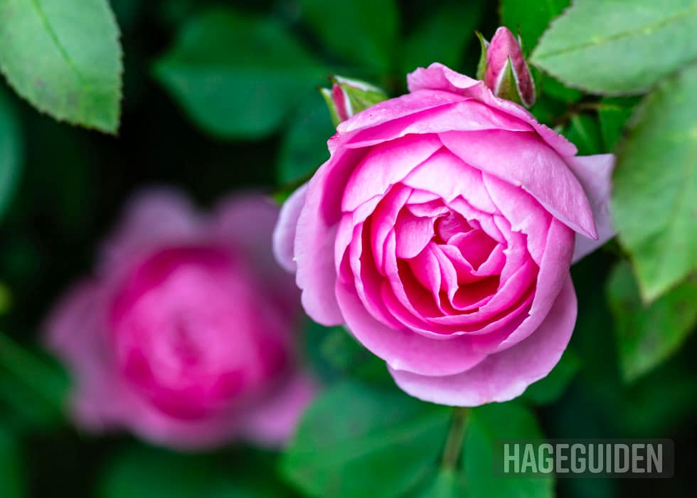 Rosa popppiusrose
