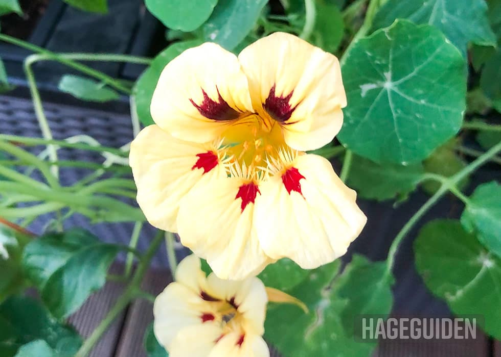 Gul blomkarse