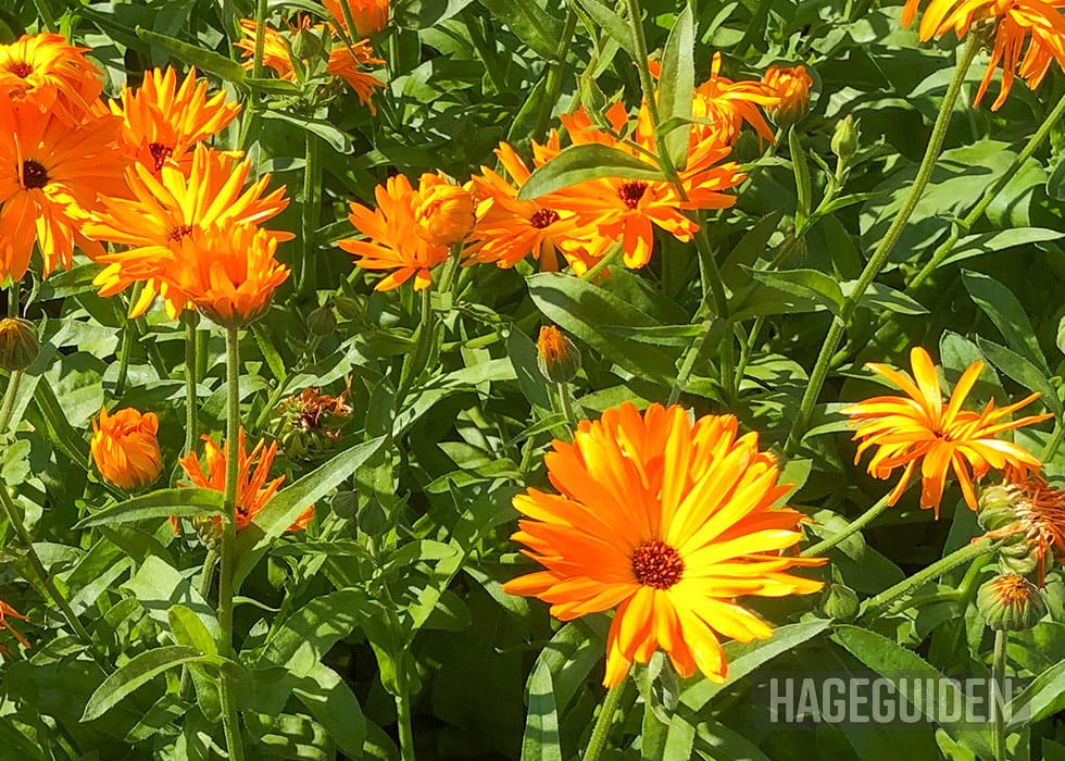Oransje ringblomster