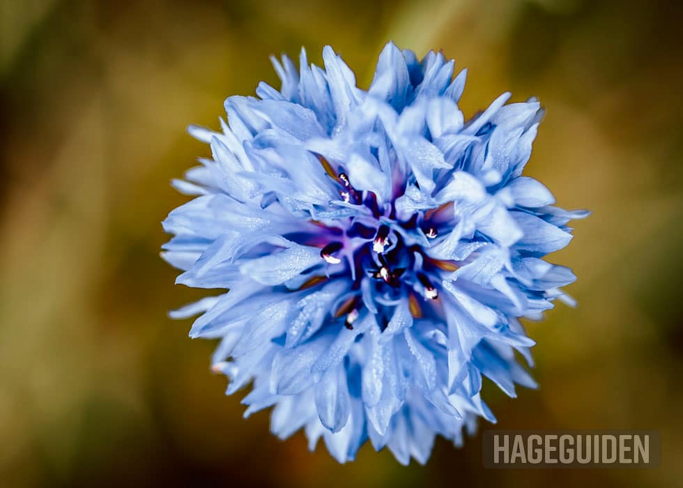 Blå kornblomst