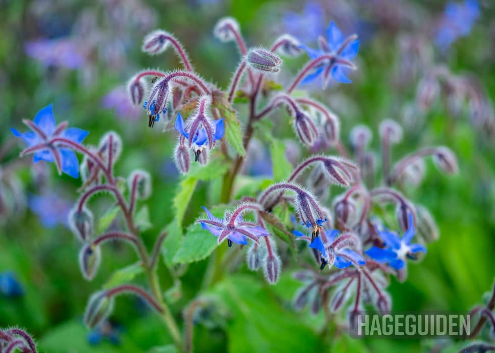 Agurkurt med blå blomster.