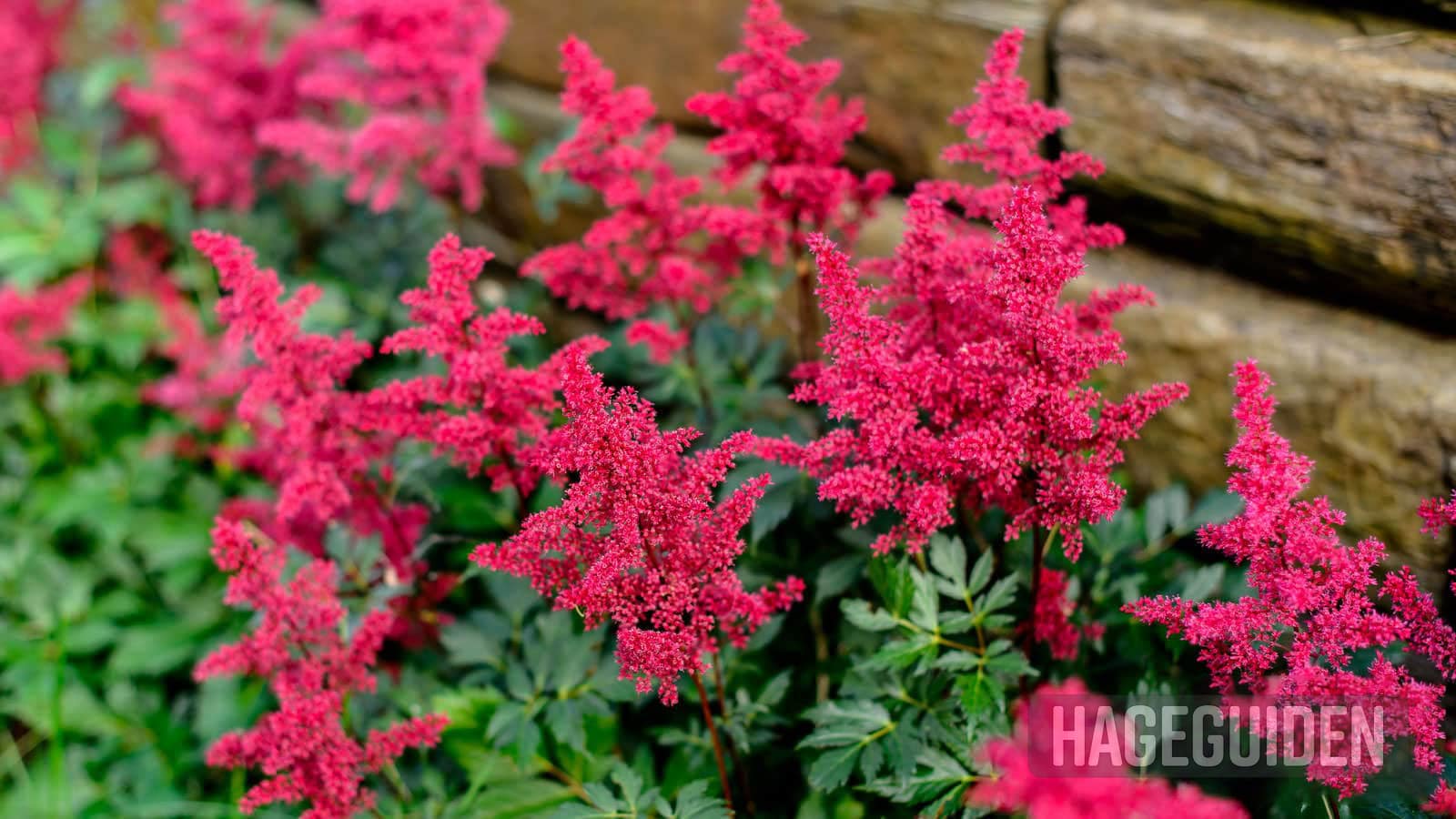 Astilbe med røde blomster