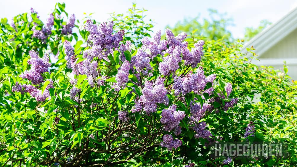 Nar Blomstrer Syrin () Nar Blomstrer Syrin