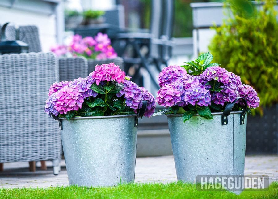 Blomster I Krukker Hele Sommeren