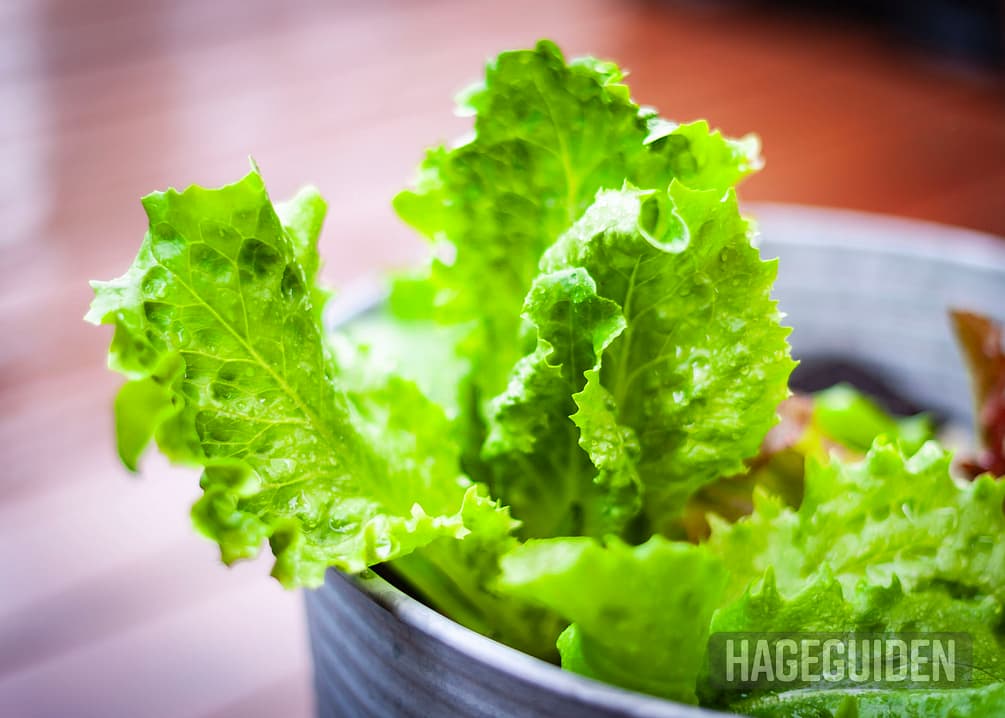 Dyrke Salat Innendors