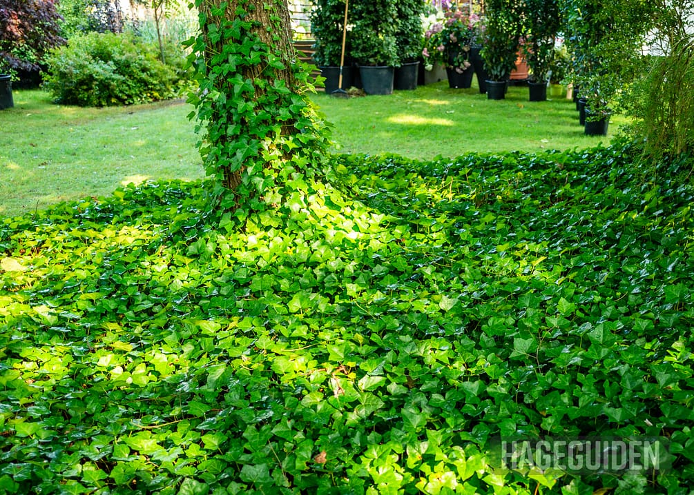 Bunndekkende Planter