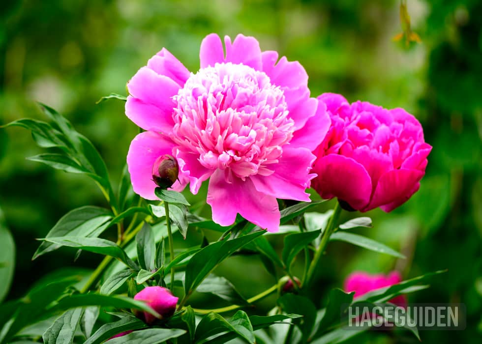 Blomster Hage