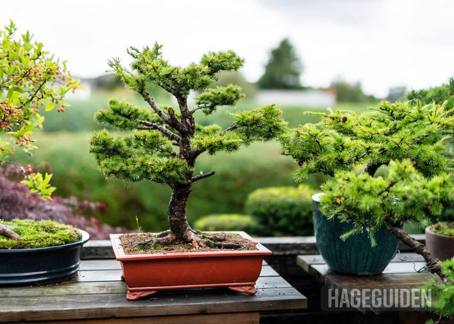 Bonsai Tre Oslo