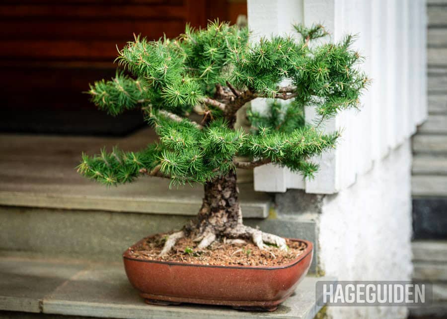 Bonsai Tre Oslo