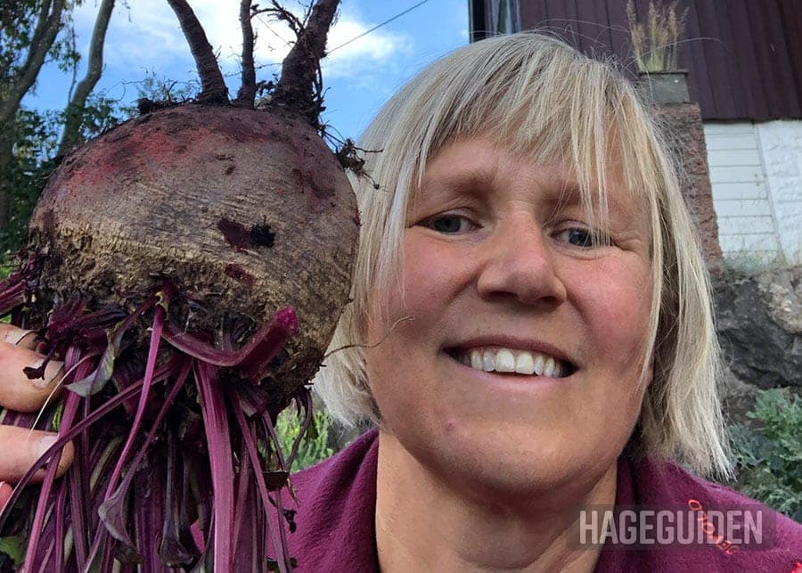 Dyrke Rodbeter