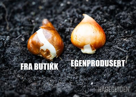 Beskjaering Av Bringebaer