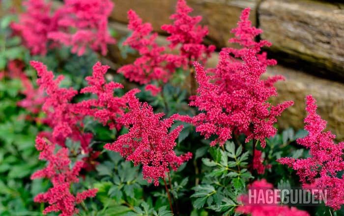 Astilbe med røde blomster