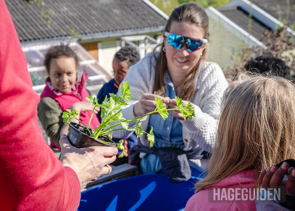 Barn smaker på selleriblader