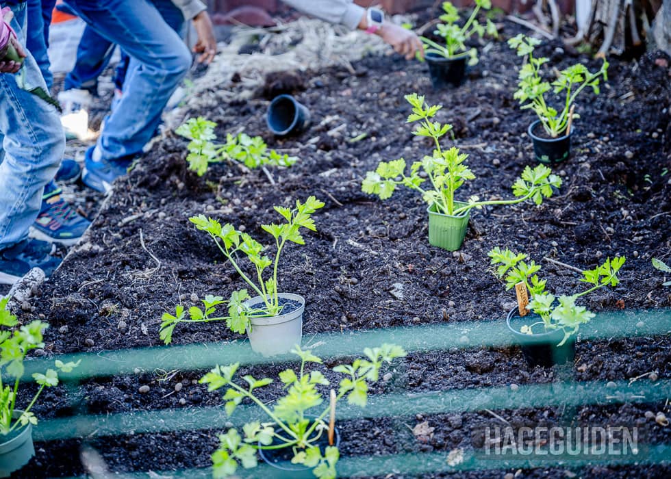 Små sellerirotplanter klare til utplanting.