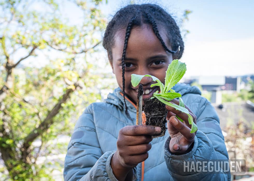 Jente viser frem liten salatplante