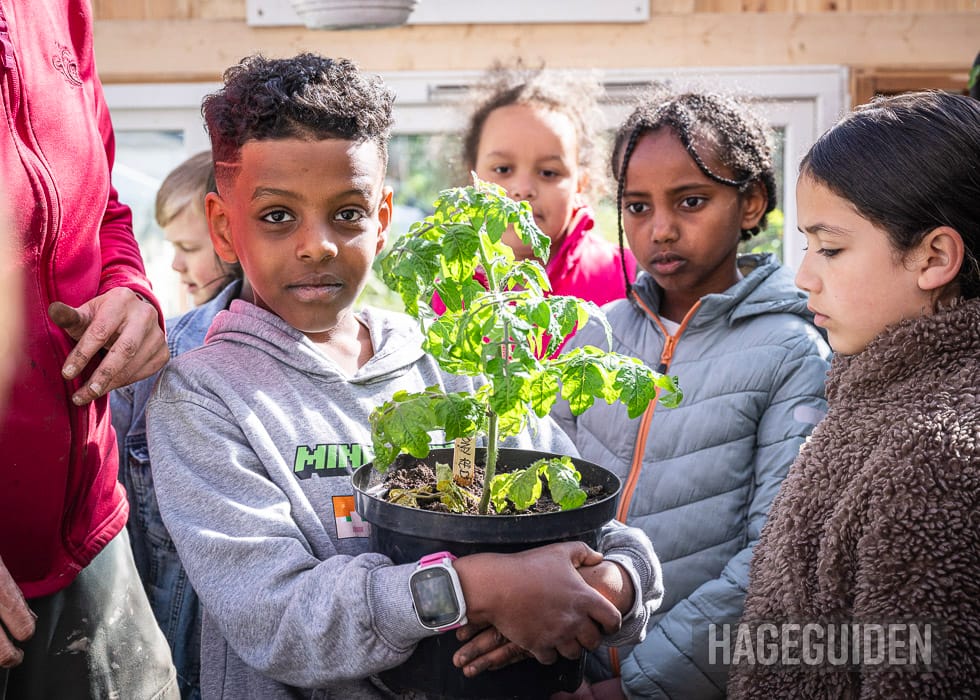 Gutt holder tomatplante