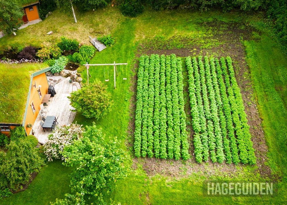 Dronefoto av potetåker.