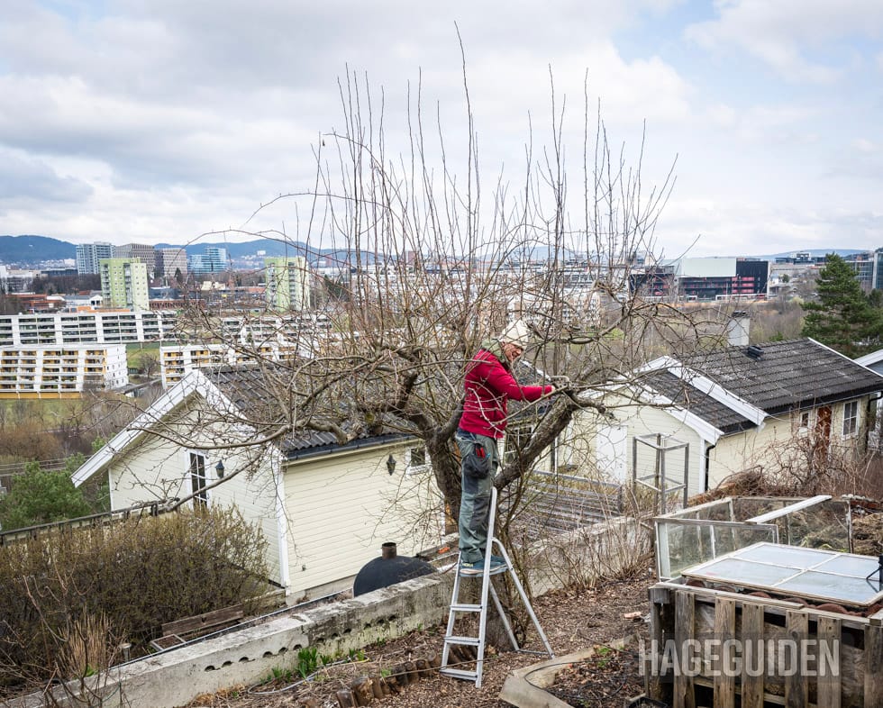 Bjørnhild Fjeld klatrer opp i tre for å beskjære epletre
