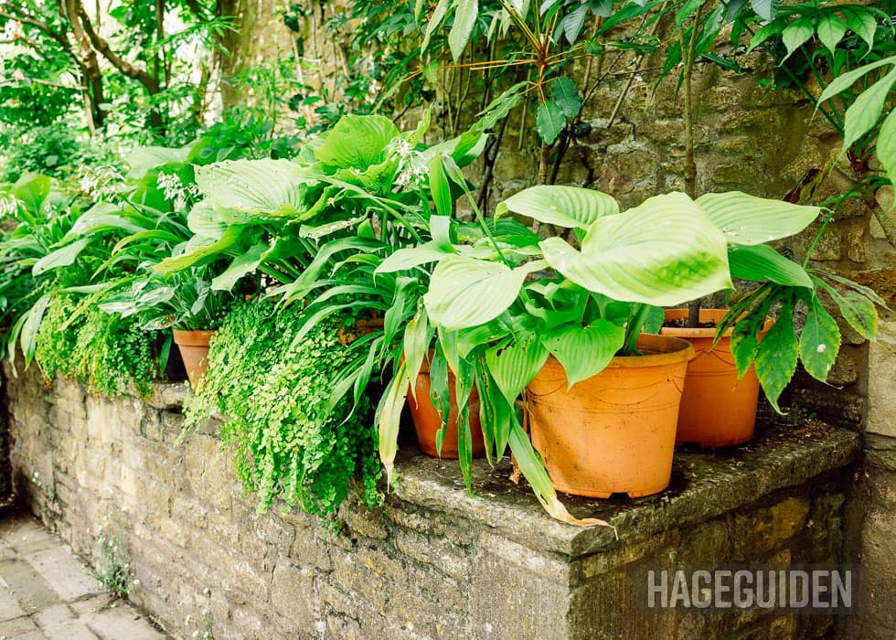 Hosta og andre skyggeplanter i terrakottafargede krukker.